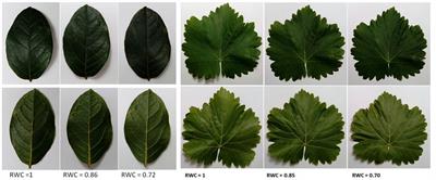 Surface Density of the Spongy and Palisade Parenchyma Layers of Leaves Extracted From Wideband Ultrasonic Resonance Spectra